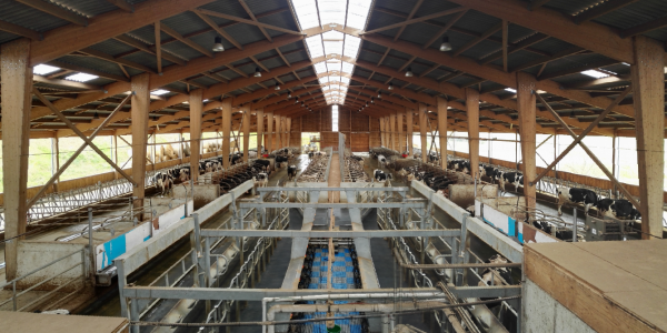 Bâtiment structure bois vaches laitières sur logettes